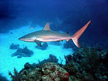A Caribbean reef shark cruises a coral reef in the Bahamas. Carcharhinus perezi bahamas.jpg
