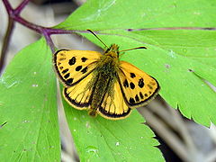 Geltonmargė hesperija (Carterocephalus silvicola)