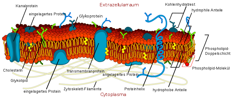 File:Cell membrane detailed diagram de.svg