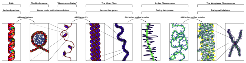 The major structures in DNA compaction: DNA, the nucleosome, the 10 nm "beads-on-a-string" fibre, the 30 nm fibre and the metaphase chromosome. Chromatin Structures.png