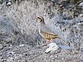 Alectoris chukar