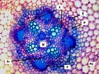 Centrale cilinder van een primaire wortel van de boon (Phaseolus) (tweezaadlobbige). PC: schorsparenchym van de primaire schors; E: endodermis; P: pericykel; X: xyleem; F: floëem; Pr: procambium; M: merg