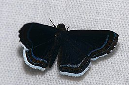 Detritivora cleonus