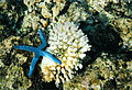 Reef on the Rarotonga coast - Cook Islands, 2000