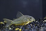 Miniatura per Corydoras