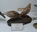 Caille de madère (Coturnix c. confisa) au musée d’histoire naturelle de Funchal