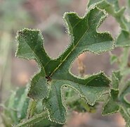 Jeune feuille palmée à 3-5 lobes.