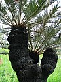 Cycas à plusieurs apex sur stipe brûlé