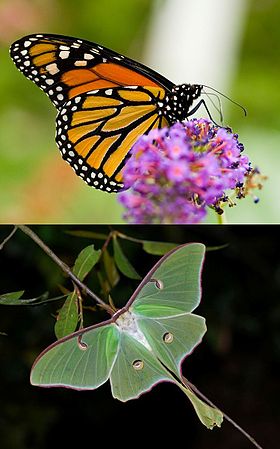 Danaus plexippus & Actias luna