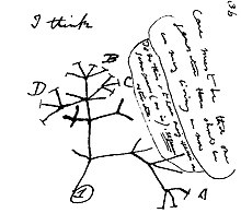 Charles Darwin's first sketch of an evolutionary tree from his First Notebook on Transmutation of Species (1837) Darwins first tree.jpg