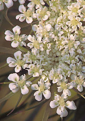 Flowers consist of five petals, five stamens, and an entire calyx. Daucus carota flowers, peen 'Napoli' (1).jpg