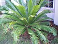 Folhas de Dioon spinulosum.