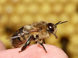 Male Bee