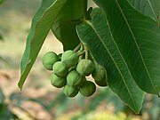 Duabanga grandiflora (nur junge Früchte sind essbar)