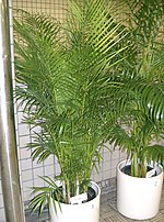 Miniatura para Dypsis lutescens