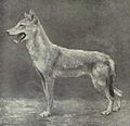 North African jackal