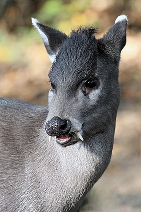 Elaphodus cephalophus michianus