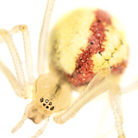 Enoplognatha ovata