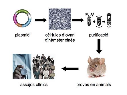 Tècnica d'obtenció d'enzims