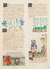 Page de manuscrit montrant deux colonnes de texte, chaque paragraphe débutant par une lettrine Z dorée et alternant avec des illustrations de plantes ou de scènes figurées.