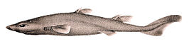 Etmopterus villosus