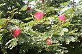 Calliandra haematocephala