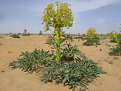 Plante entière fleurie.