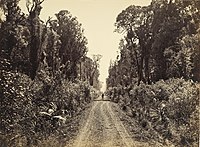 Five Mile Avenue, Forty Mile Bush, Nový Zéland, asi 1875
