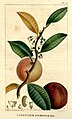 Planche botanique de 1822