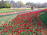 Red tulips, 2005