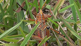 A Florida Eastern Lubber Grasshopper, these insects are very common around the park.