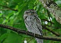 Tawny Frogmouth at Miami Metrozoo