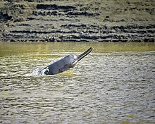 Fotografie delfínovce zvedajícího hlavu a pření část hřbetu nad vodu. Má dlouhé štíhlé čelisti, zřetelně disproporcionálně drobné oko je vidět jako malá jamka na hlavě.