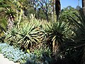 Miniatura para Aloe arborescens subsp. arborescens