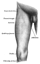 Frontal-medial vy av höger lår. Illustratrion: Gray's Anatomy, 1918. (PD)