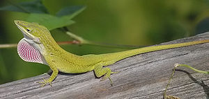 Grøn anole (anolis carolinensis)