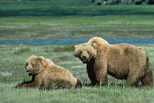 Medvědi grizzly animal wildlife.jpg