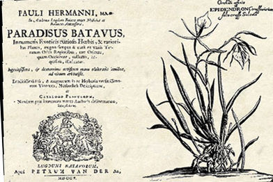 Paradisus Batavus του Πολ Χέρμαν