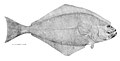 لوزی‌ماهی اطلس، Hippoglossus hippoglossus