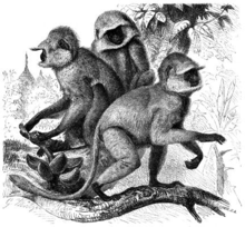 Hulman semnopithecus-entellus.png