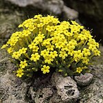 Dionysia khuzistanica