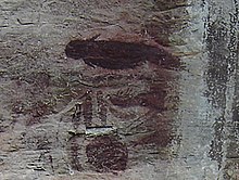 Cave painting that has a shape resembling a dugong
