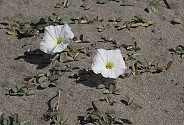fleurs blanches sur le sable