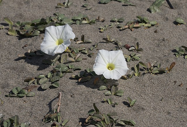 deux grandes fleurs blanches au cœur jaune, et petites feuilles, émergeant de tiges ensablées