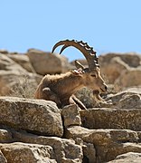 Un bouquetin de Nubie, encore auprès de Makhtesh Ramon