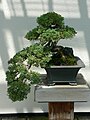 Juniperus procumbens bonsai