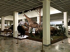 哺乳動物展廳