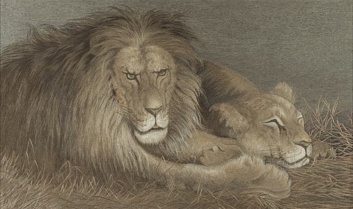 Seekor singa dan singa betina di rumput panjang
