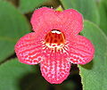 Kolerija (Kohleria sp.)