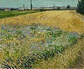 Wheat Field with Alpilles Foothills in the Background